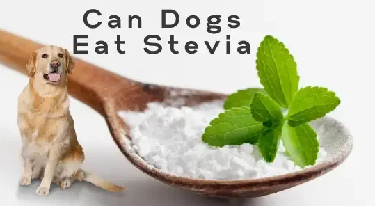 Can Dogs Have Stevia Can Dogs Have Stevia