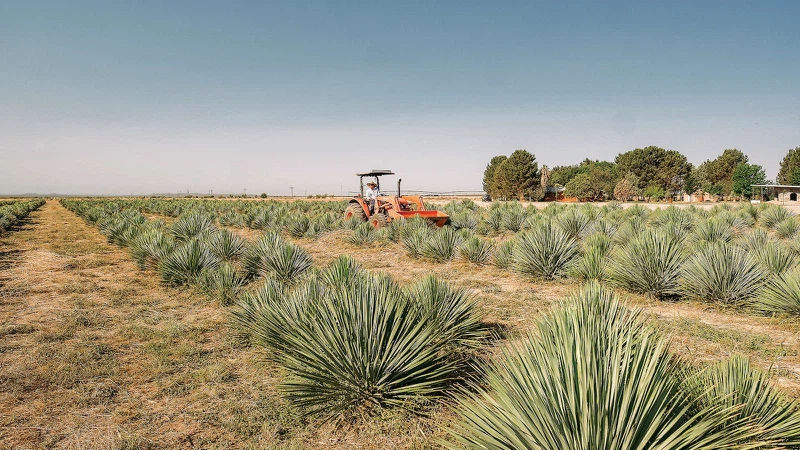 What is Yucca Liquid Extract? What is Yucca Liquid Extract?