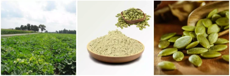 Pumpkin Seed Protein Manufacturer-YANGGEBIOTECH