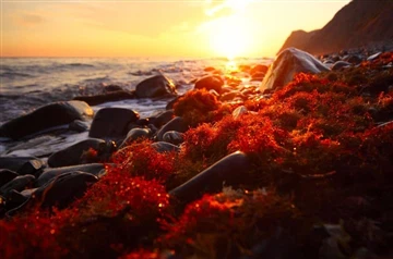Apa Manfaat Mengonsumsi Astaxanthin