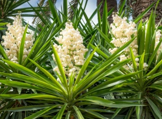 EKSTRAK YUCCA UNTUK TANAMAN