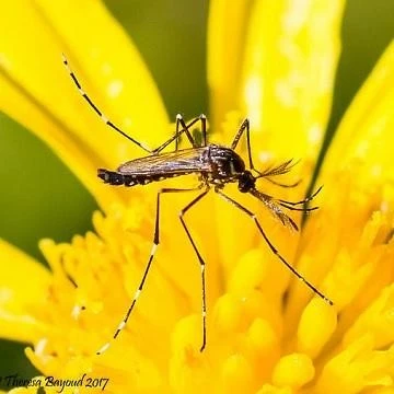 Semprotan Bubuk Piretrum Dan Insektisida