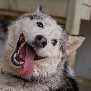 Bisakah Anjing Makan Spirulina Biru dalam Jumlah Besar
